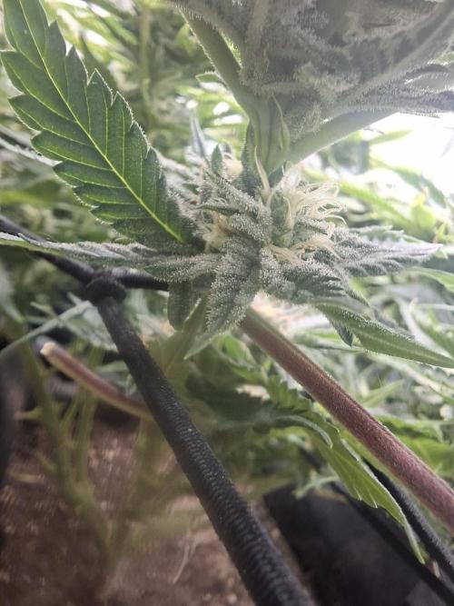 Barney biscotti. Week 12