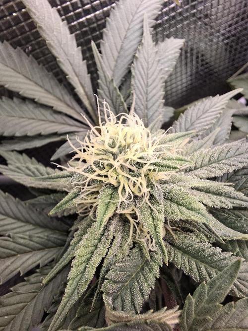 Barney biscotti. Week 12