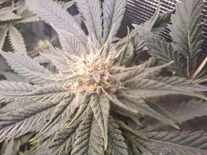 Barney biscotti. Week 12