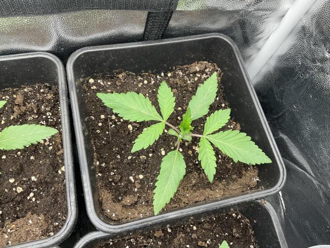 Mimosa and buff. Week 2 - Super boof