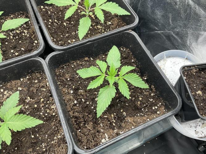 Mimosa and buff. Week 2 - Mimosa orange punch