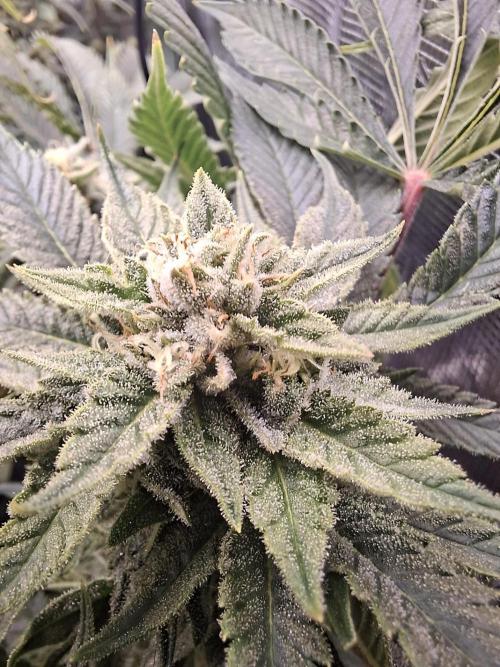 Barney biscotti. Week 13 - Bm2