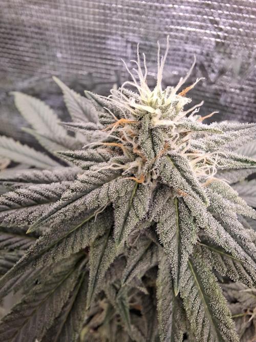 Barney biscotti. Week 13 - Bm 1