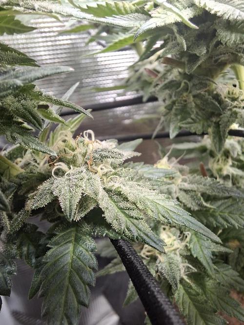 Barney biscotti. Week 13 - Bm3