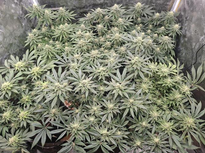 Barney biscotti. Week 13