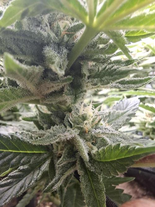 Barney biscotti. Week 13 - Bm2