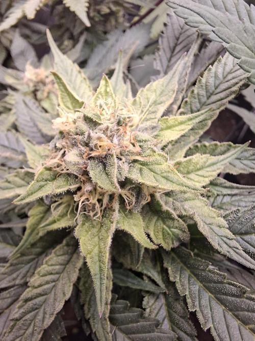 Barney biscotti. Week 13 - Bm3