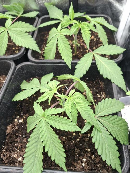 Mimosa and buff. Week 3 - Mimosa orange punch