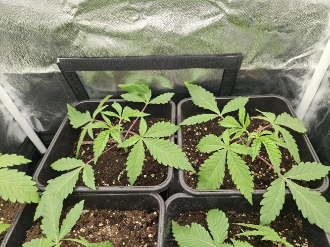 Mimosa and buff. Week 3