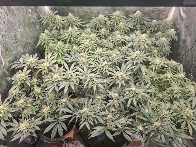 Barney biscotti. Week 14