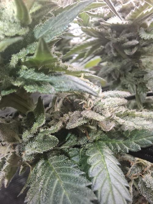 Barney biscotti. Week 14 - Bm3