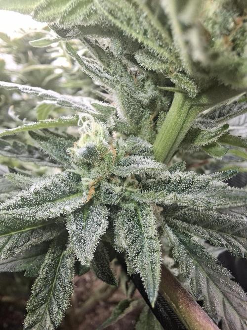 Barney biscotti. Week 14 - Bm2
