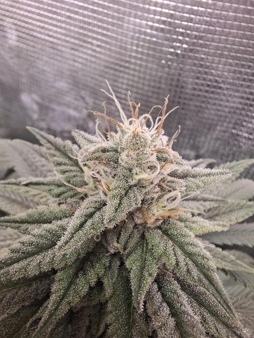 Barney biscotti. Week 14 - Bm1