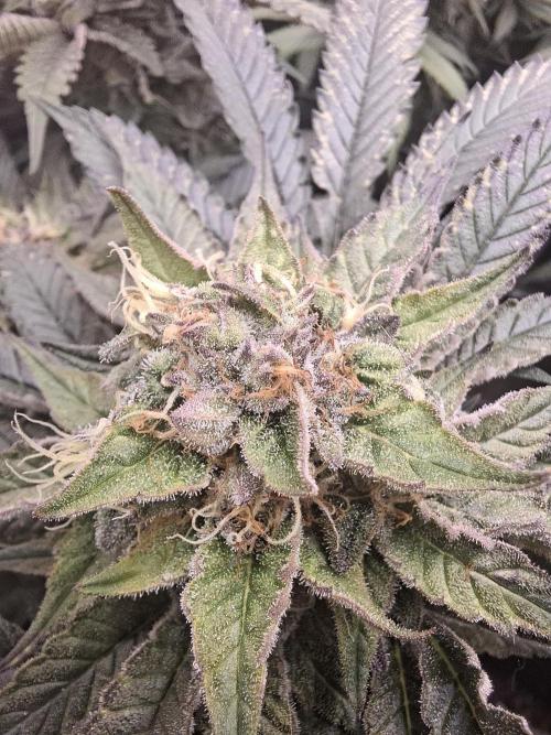 Barney biscotti. Week 14 - Bm3