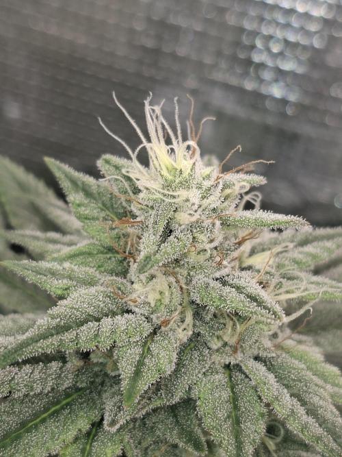 Barney biscotti. Week 14 - Bm1