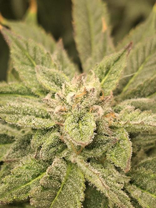 Barney biscotti. Week 14 - Bm2