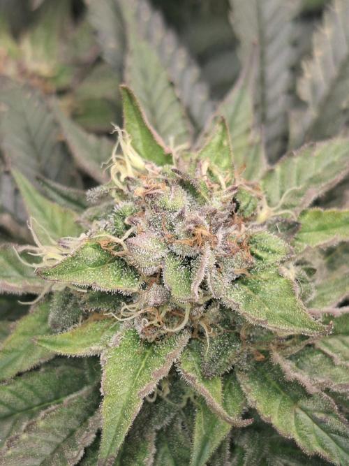 Barney biscotti. Week 14 - Bm3