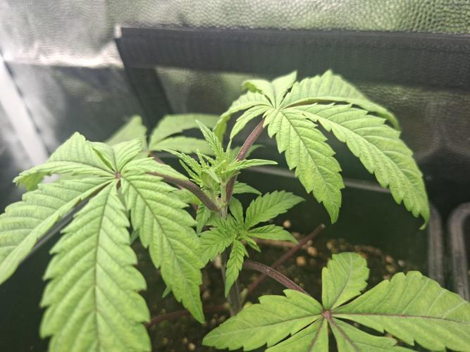 Mimosa and buff. Week 4 - Superboof 