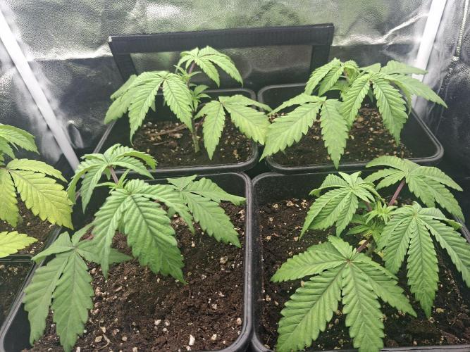 Mimosa and buff. Week 4 - Left down mimosa 