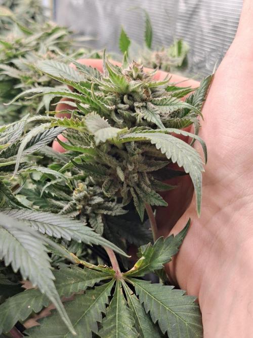 Barney biscotti. Week 15 - Bm 2
