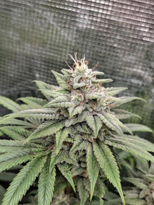 Barney biscotti. Week 15 - Bm1