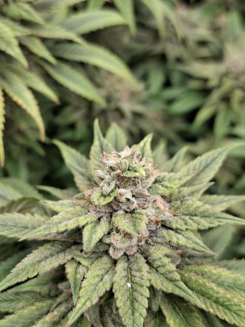 Barney biscotti. Week 15 - Bm1