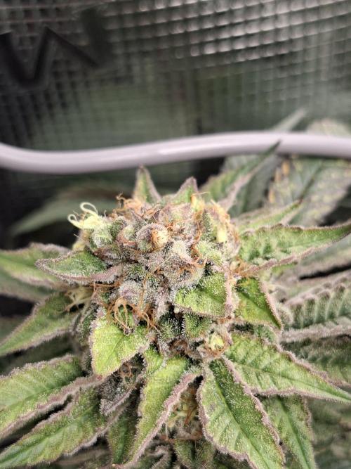 Barney biscotti. Week 15 - Bm3
