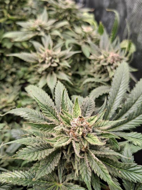Barney biscotti. Week 15 - Bm2