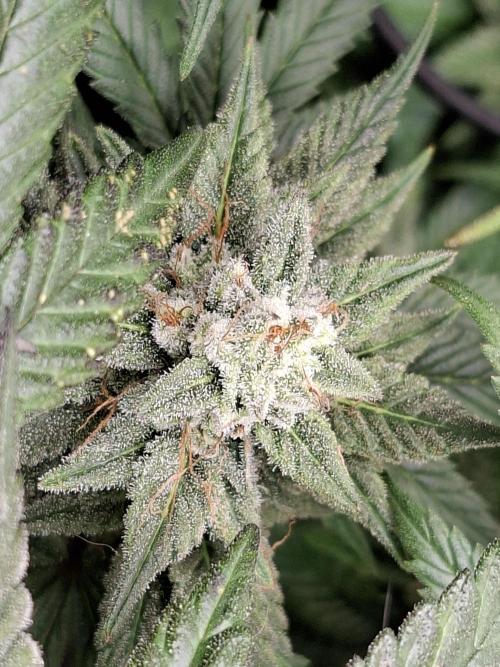 Barney biscotti. Week 15 - Bm1