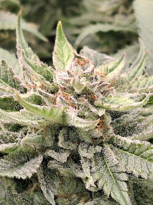 Barney biscotti. Week 15 - Bm2