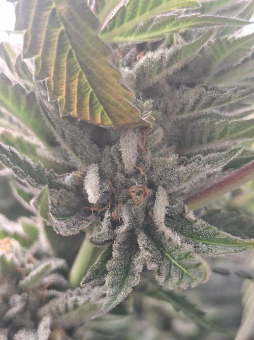 Barney biscotti. Week 16 - Bm2