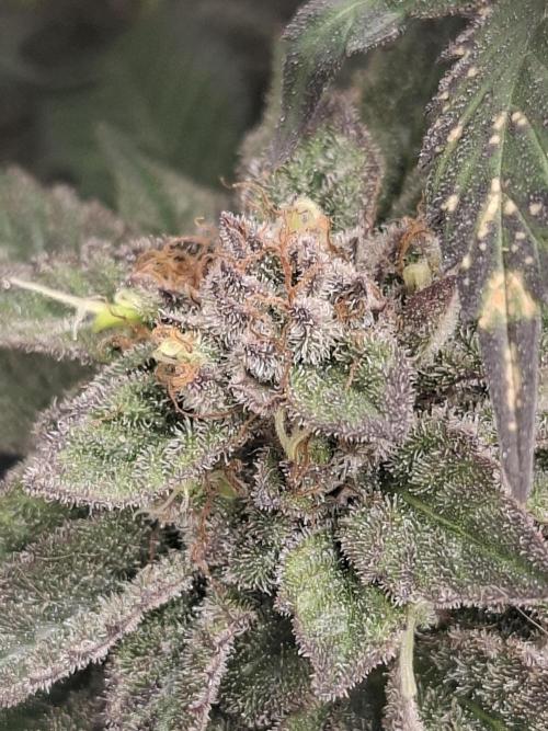 Barney biscotti. Week 16 - Bm3