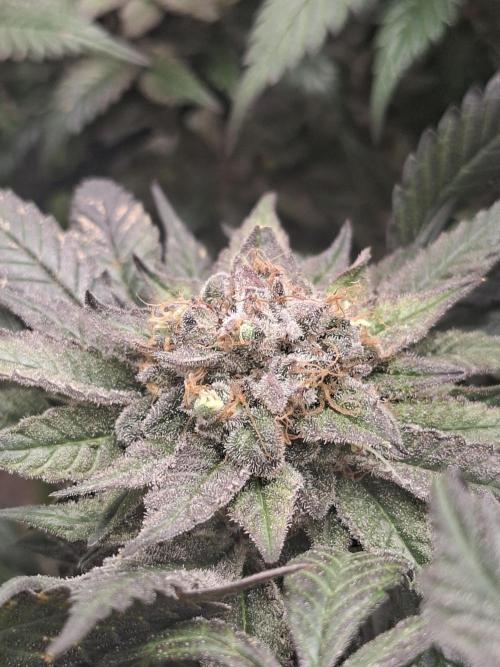 Barney biscotti. Week 16