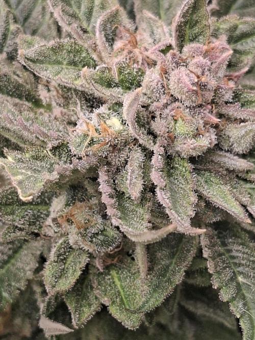 Barney biscotti. Week 16 - Bm2