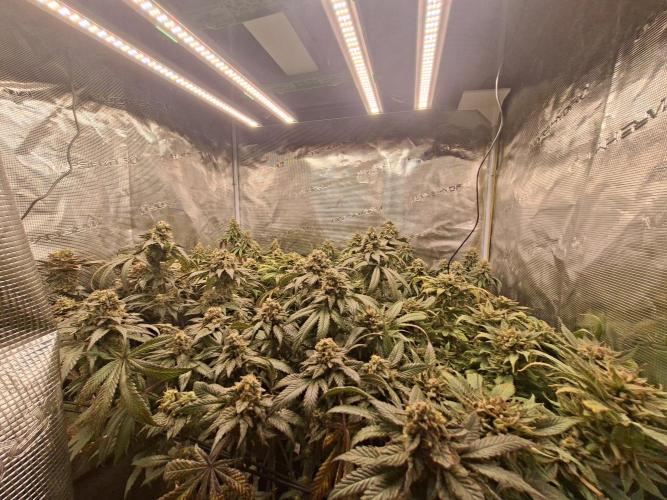 Barney biscotti. Week 16