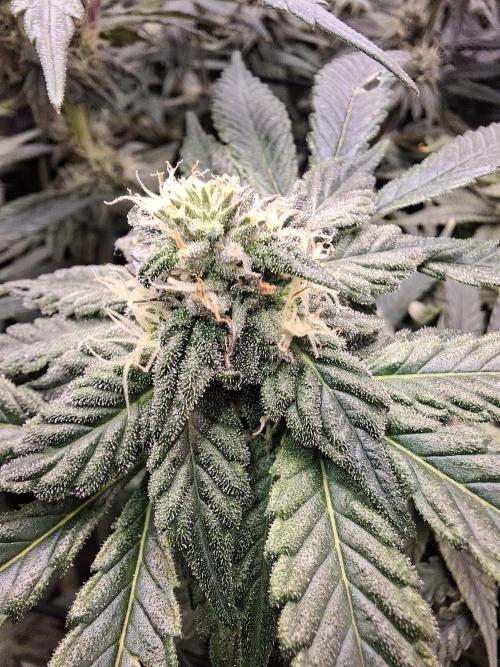 Apple Fritter. Week 5