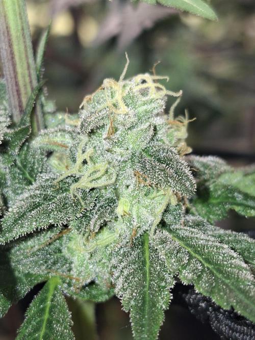 Apples from barney. Week 7