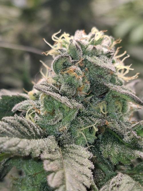 Apples from barney. Week 7