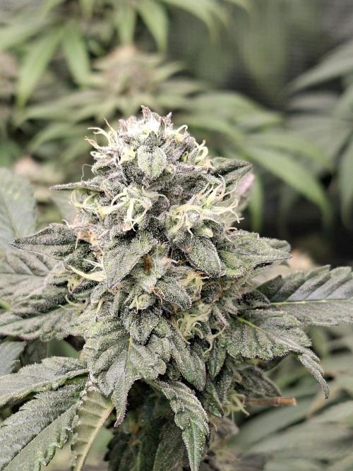 Apple Fritter. Week 7