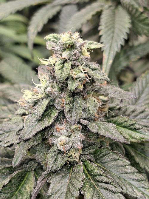 Apple Fritter. Week 5