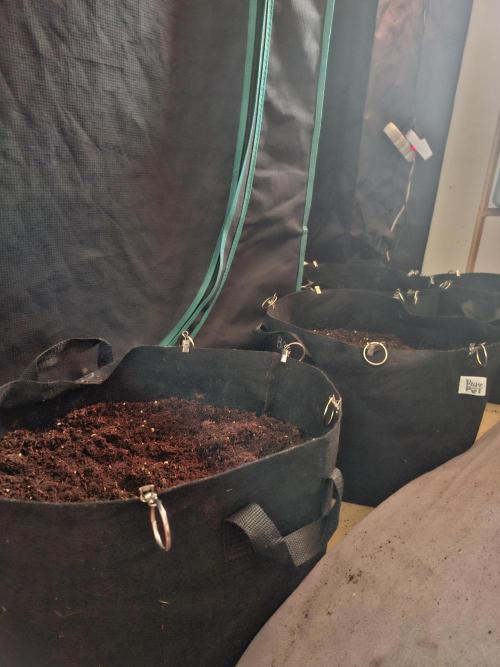 Mimosa and buff. Week 5