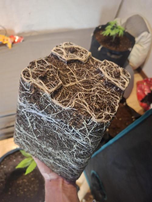 Mimosa and buff. Week 5