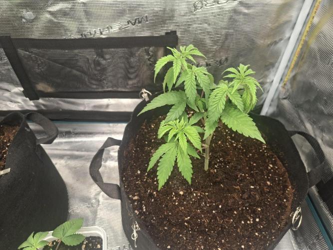 Mimosa and buff. Week 5