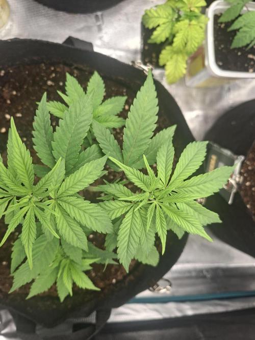 Mimosa and buff. Week 5