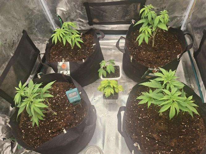 Mimosa and buff. Week 5