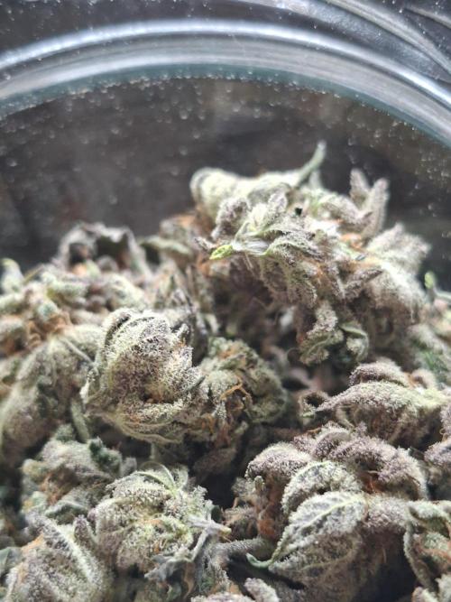 Barney biscotti. Week 16