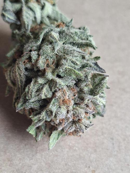 Barney biscotti. Week 16