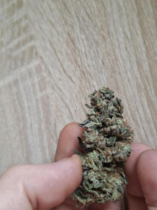 Apples from barney. Week 16