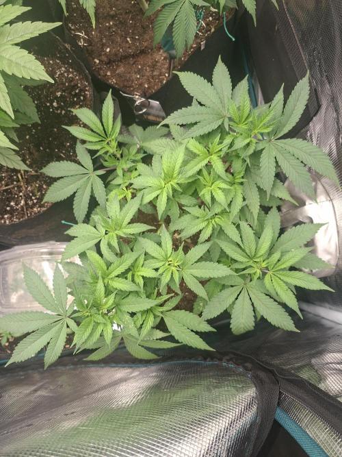Mimosa and buff. Week 8 - Superboof 