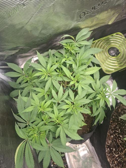 Mimosa and buff. Week 8 - Superboof 